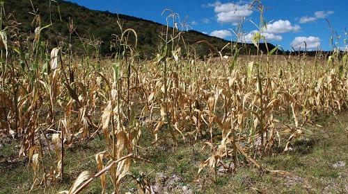 Perdidas de cultivos en Vicente Guerrero
