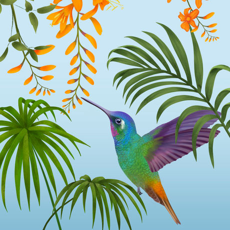 Celeste Kolibrie b.jpg