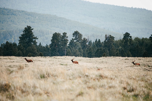three elk.jpg