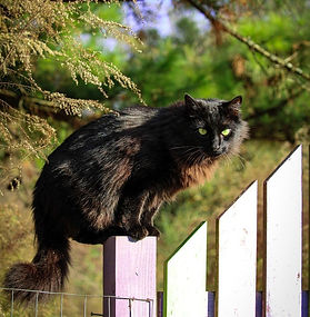 Binx