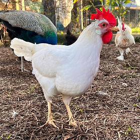 Clarice Cluckerson