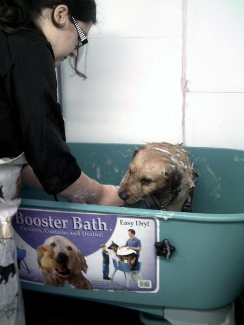 Lakeland X Paterdale in the bath!