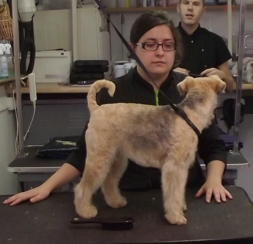 Lakeland Terrier finished