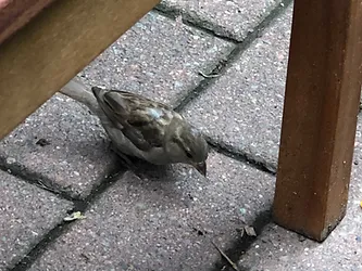 Sparrow.webp