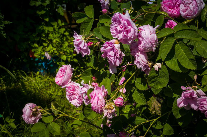 Disturbing the Seasons by Ann Shaffer