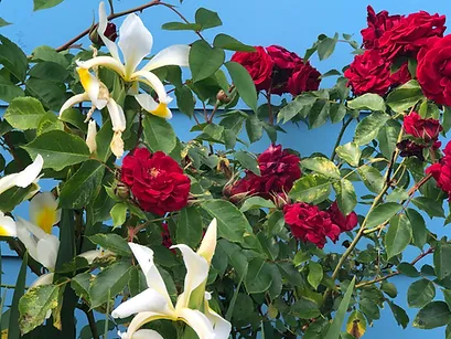garden.webp