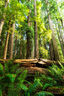 Redwood National Park California Jedidiah Smith Redwoods Crescent City Stout Memorial Grove Trees Forest