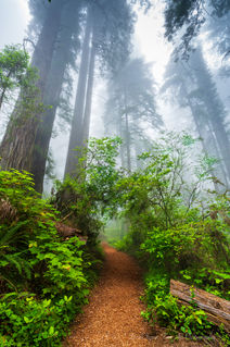 Redwood National Park Damnation Creek Trail Del Norte Coast Redwoods Crescent City Fog