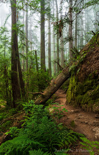 Steep Ravine Northern California NorCal San Francisco Mount Tamalpais State Park Dipsea Forest Trail Fog Mist