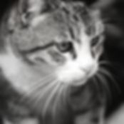 Pet Sitter & Cat Sitter Bognor Regis
