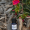 Thumbnail: Skin Firming Booster