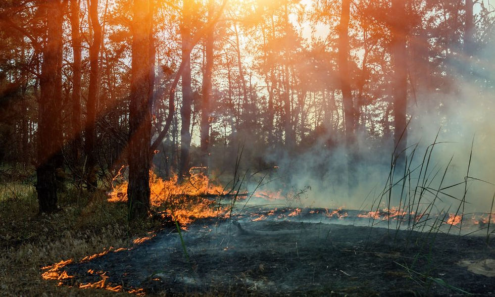 Forest with trees on fire, emitting smoke. Sunlight filters through, creating a dramatic and tense atmosphere.
