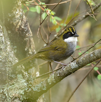 Arremon virenticeps (3).jpg