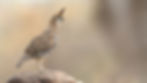 Birding Tours Mexico