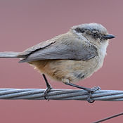 Psaltriparus minimus (1) CDMX.jpg