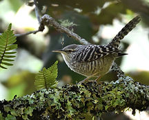 Campylorhynchus megalopterus (1) Oaxaca_01.jpg
