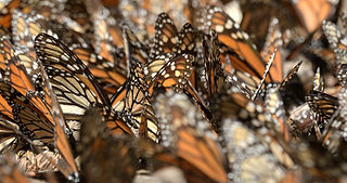 Mariposa Monarca 004 Sierra Chincua.jpg