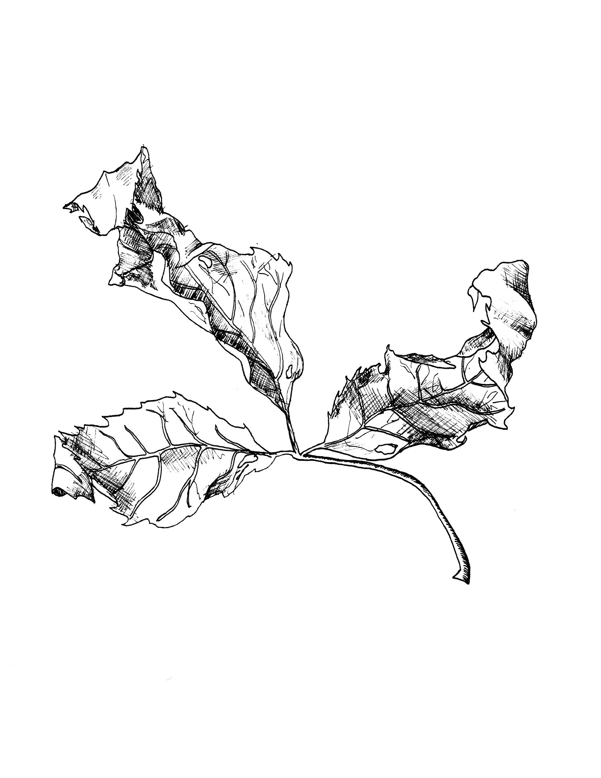 Cruncy Autumn Leaves