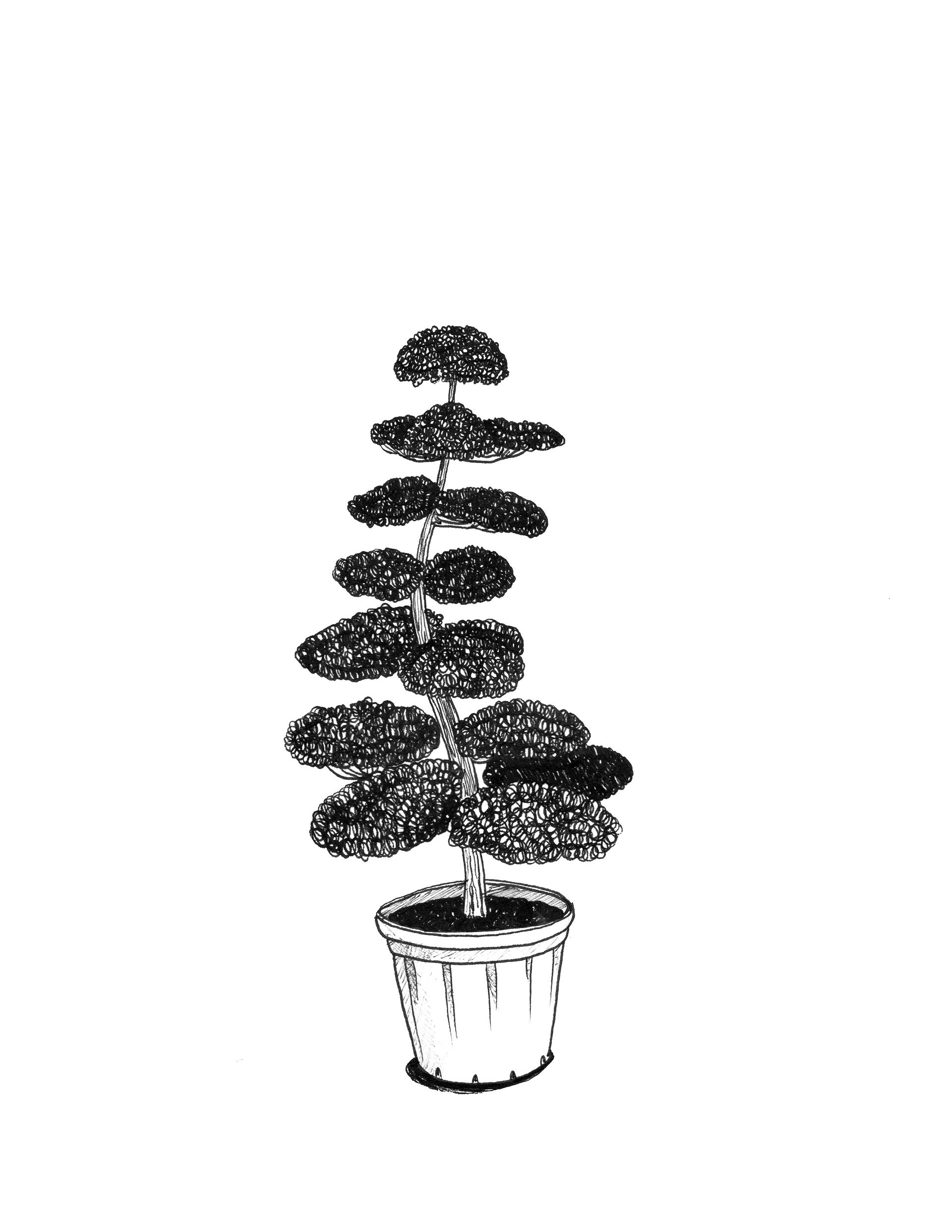 Japanese Cloud Tree