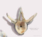 Fish Vertebrae