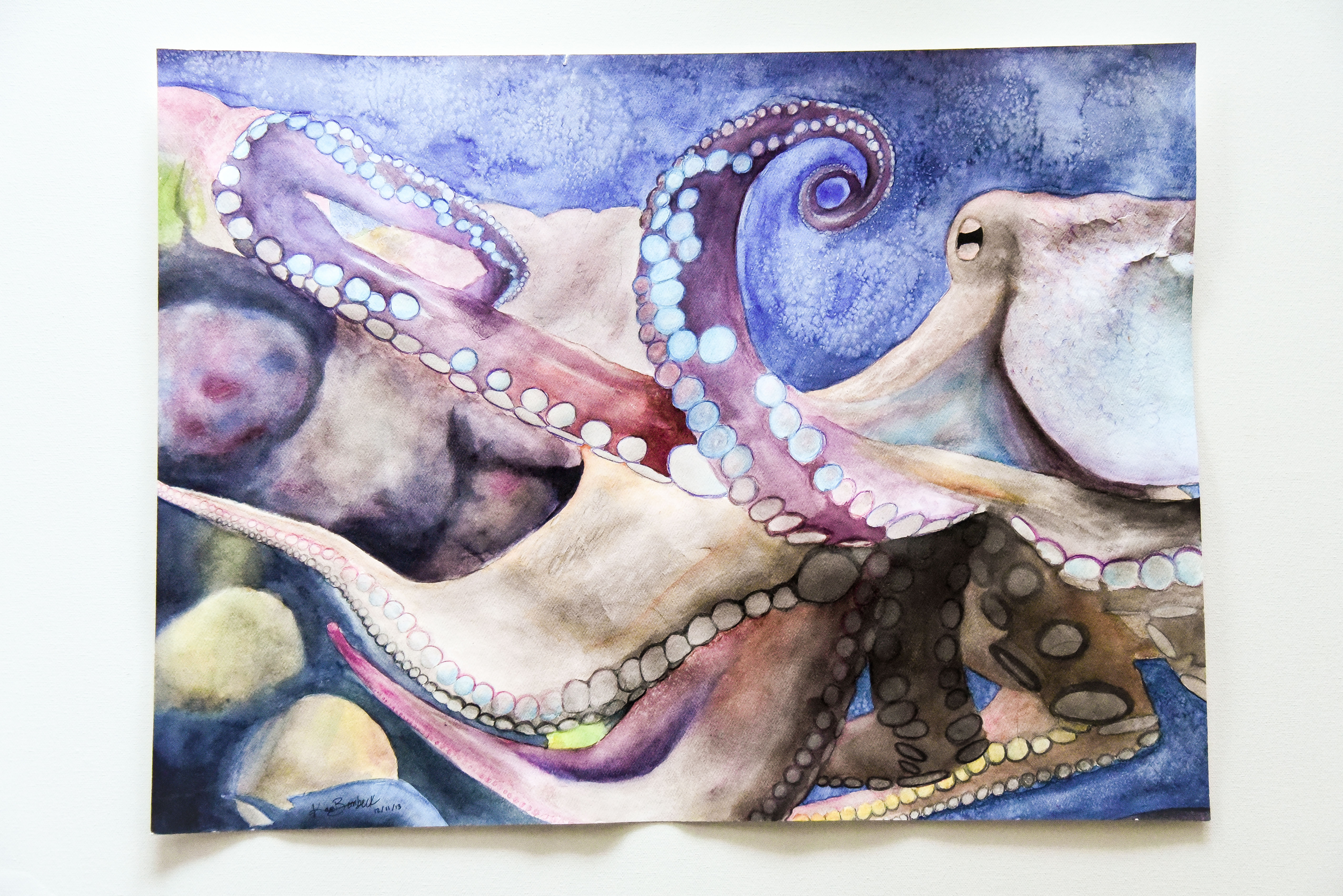 Octopus
