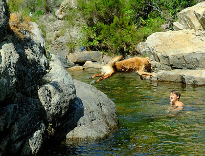 Golden Retriever Hundezucht Augsburg Staudenhof Welpe DRC Familienhund Süddeutschland Rettungshund Sprung Wasser