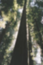 Redwood - OR (August 2015)