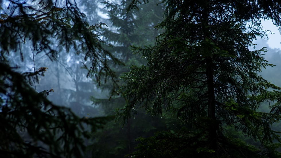 BACKGROUND LITTLE FOREST MASSAGE.png