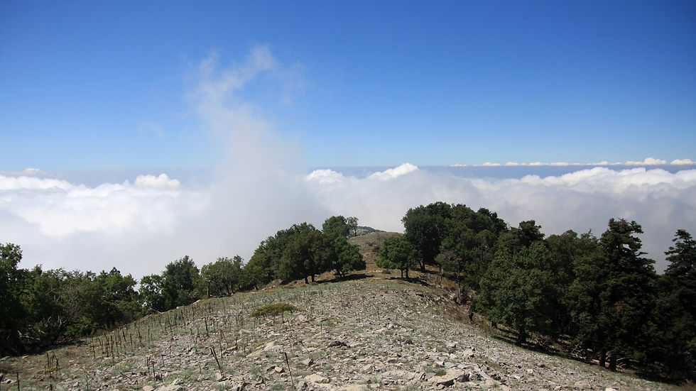 Mangır