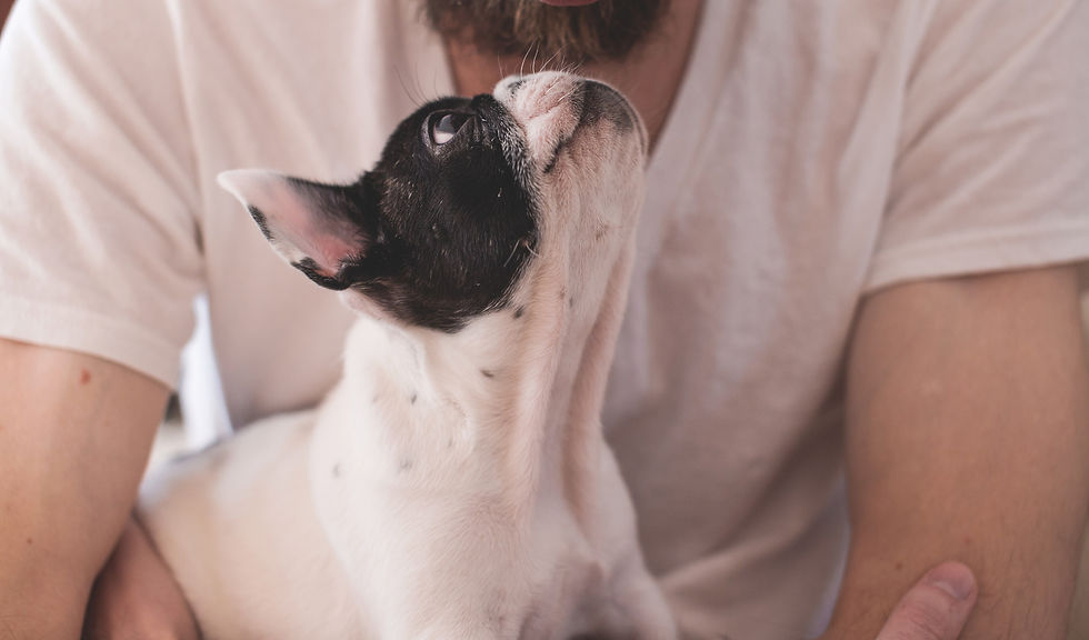 French Bulldog_edited.jpg