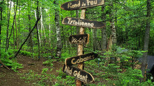 Arbres en forêt forêt lors d'une activités familiale organisée par Parentaime, Maison de la famille des Etchemins.
