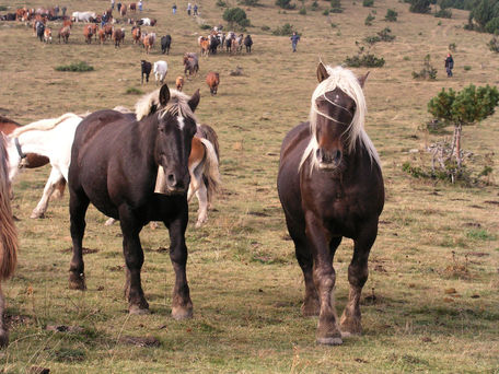 16 explotacions ramaderes portaran 300 caps de bestiar equí a la Tria de Mulats