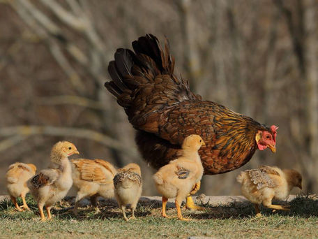 Nota informativa sobre la influença aviària i mesures per explotacions que tenen aus.