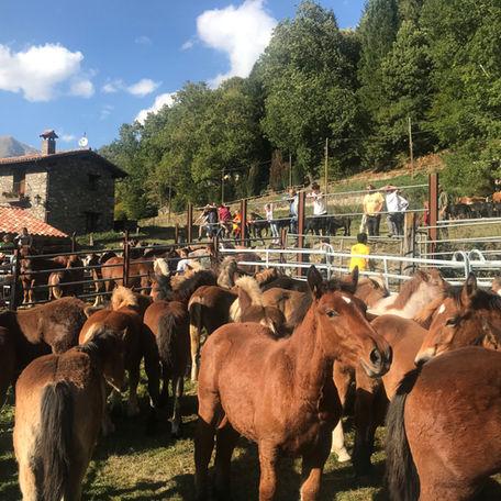 Can Freixa, La Coromina, Can Gascó, Can Illa i La Moixa guanyen els premis de la Tria de Mulats 2019