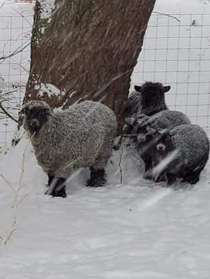 Goats 2.jpg