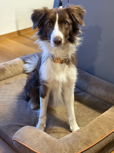 Border Collie Rüden, Vom Hexenhaus, Zucht, Welpen, Kärnten, Österreich, abzugeben, Border Collie Züchter,