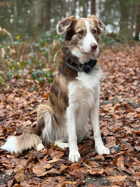 Border Collie Rüden, Vom Hexenhaus, Zucht, Welpen, Kärnten, Österreich, abzugeben, Border Collie Züchter,