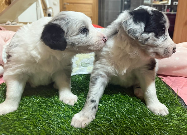 Border Collie Rüden, Vom Hexenhaus, Zucht, Welpen, Kärnten, Österreich, abzugeben, Border Collie Züchter, 