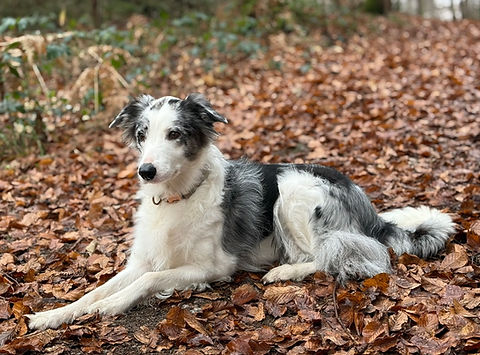 Border Collie Rüden, Vom Hexenhaus, Zucht, Welpen, Kärnten, Österreich, abzugeben, Border Collie Züchter,