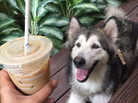 Doggy Day Out!
