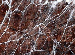 Mobiele Banners mycelium grondstof.png