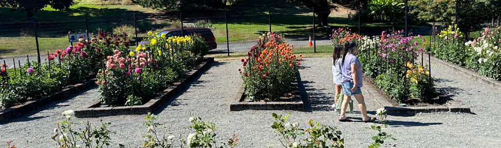 Pacific Northwest Dahlia Trial Garden in Tacoma, Washington at the 2024 ADS National Show