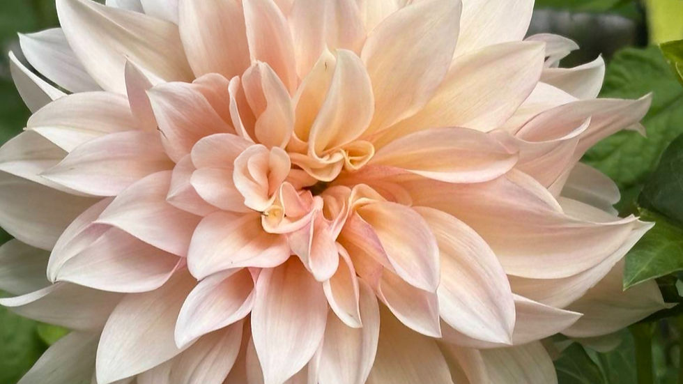 Cafe au Lait in bloom