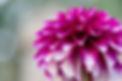 purple and white dahlia bloom_edited.jpg