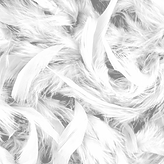 Plumes