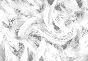 Plumes