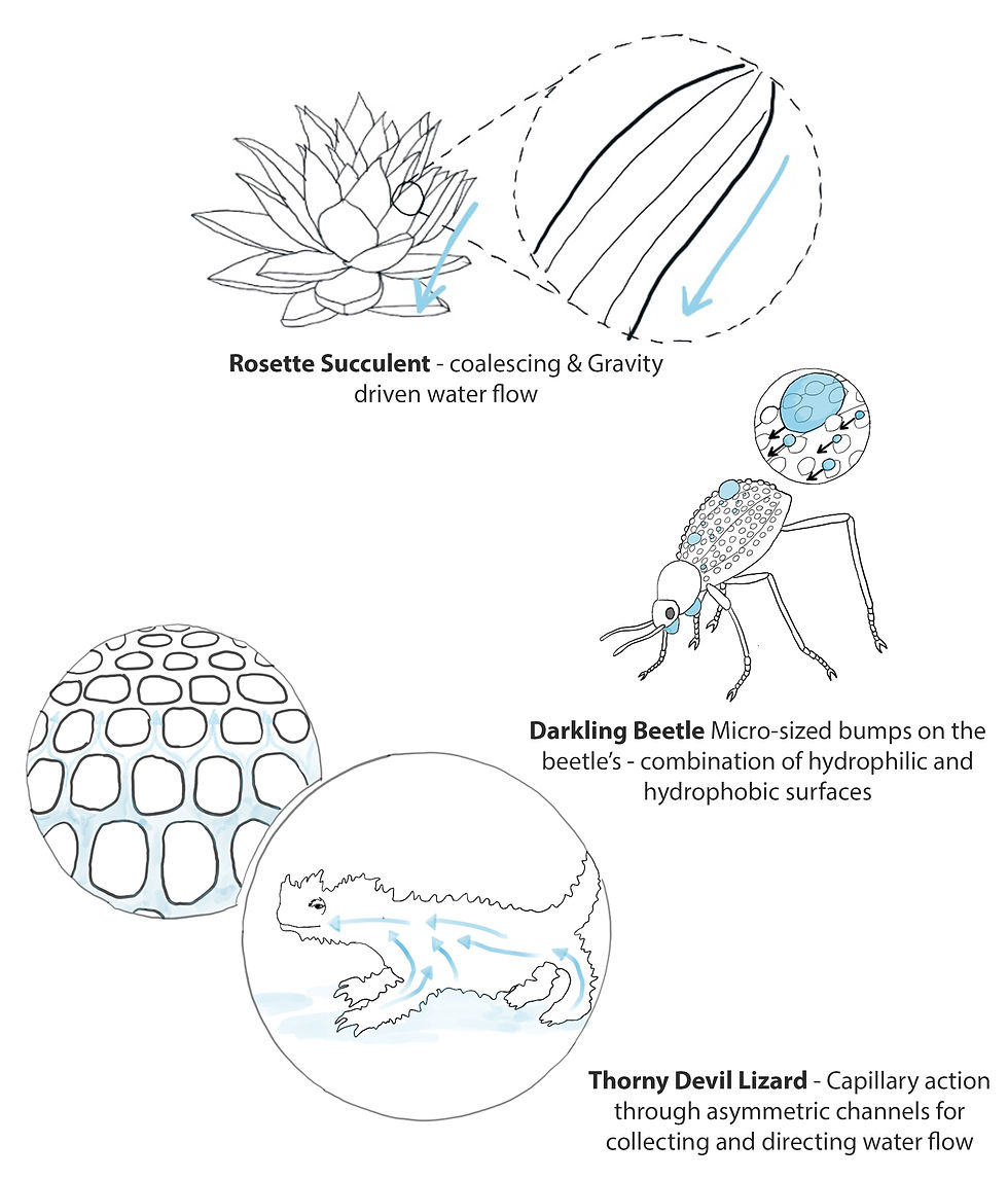 Illustration of the characteristics inspired by nature that governed the design