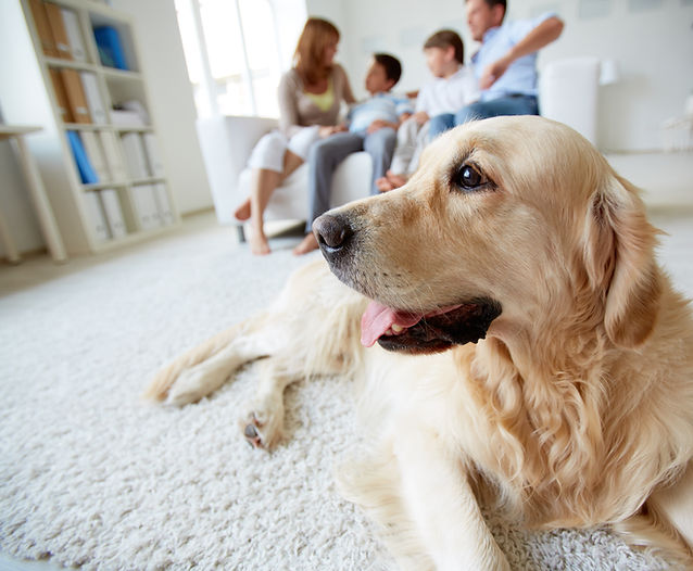 Portrait of cute pet lying on the floor on background of family of four having rest at hom