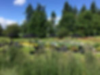 j0xnu_Unsworth pond.jpeg