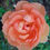 Thumbnail: Single Stem Garden Rose